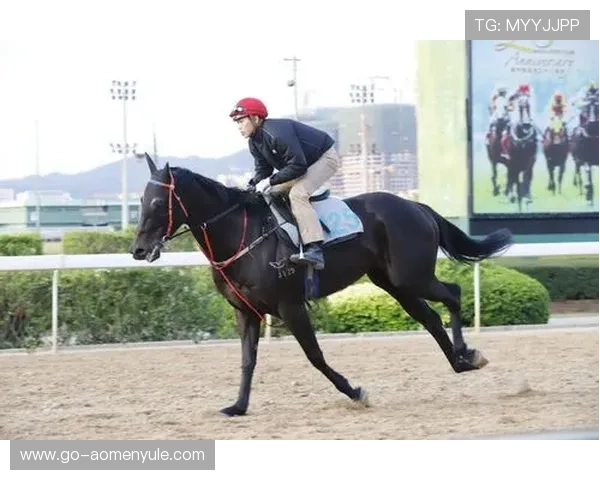 澳门赛马玩法规则解析：如何正确理解比赛流程与投注方式